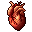 Human Heart